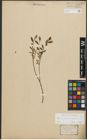 Foto von Salix purpurea L. x Salix repens L.
